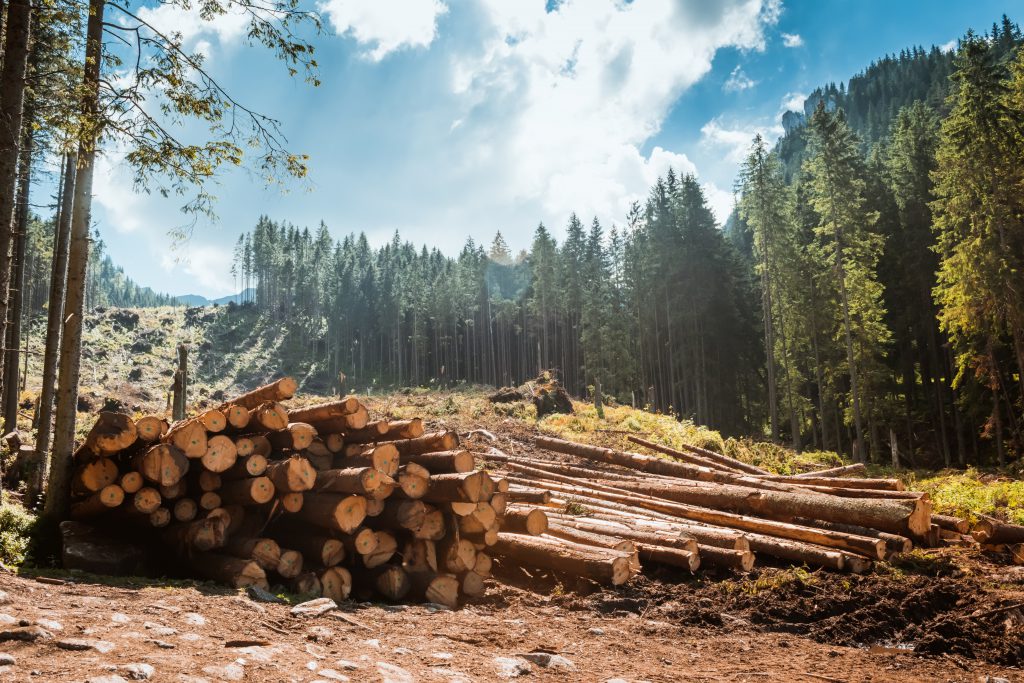 logging in israel