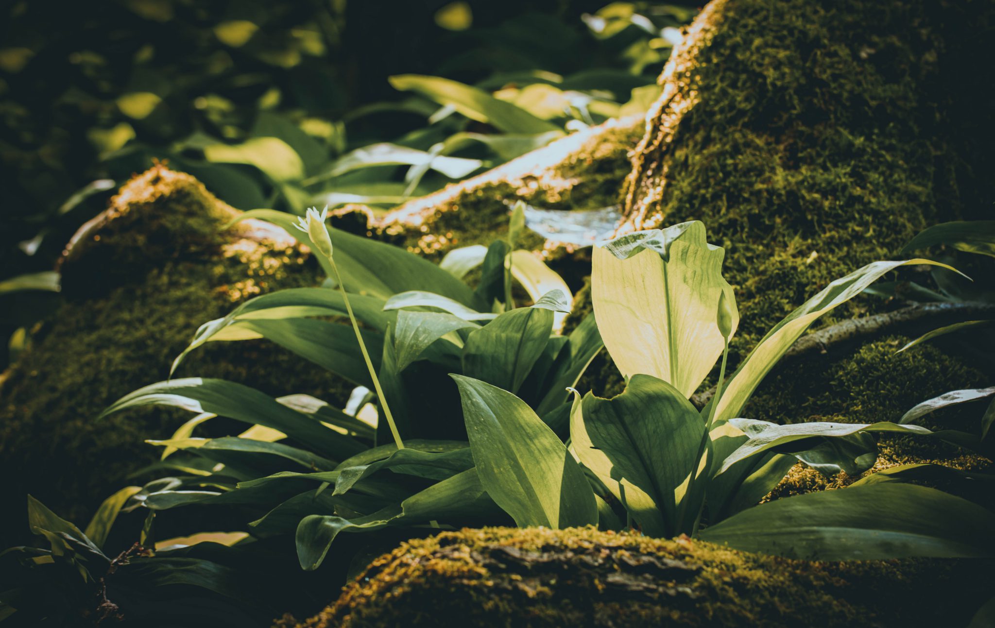 edible plants test