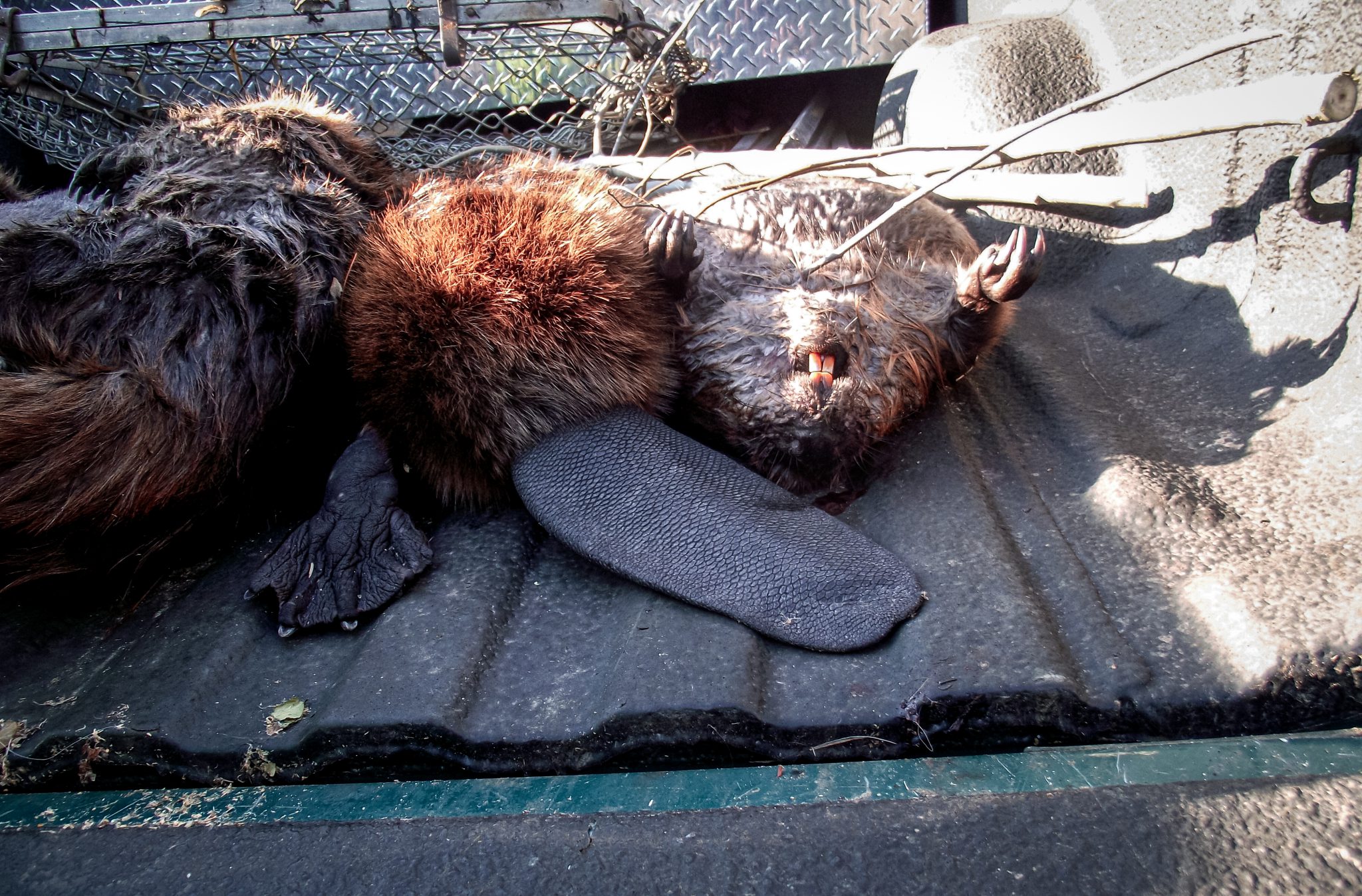 Skinning, Fleshing and EATING Beavers 