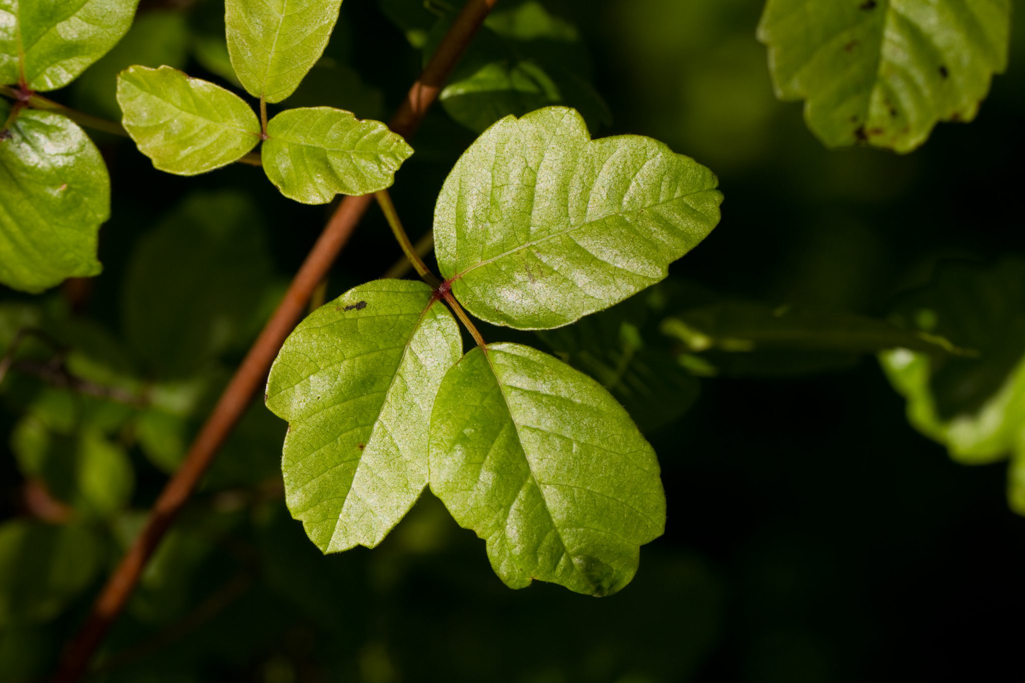 edible plants