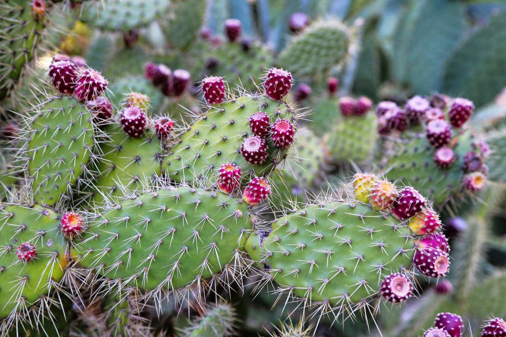 Prickly pear cactus. Adobe