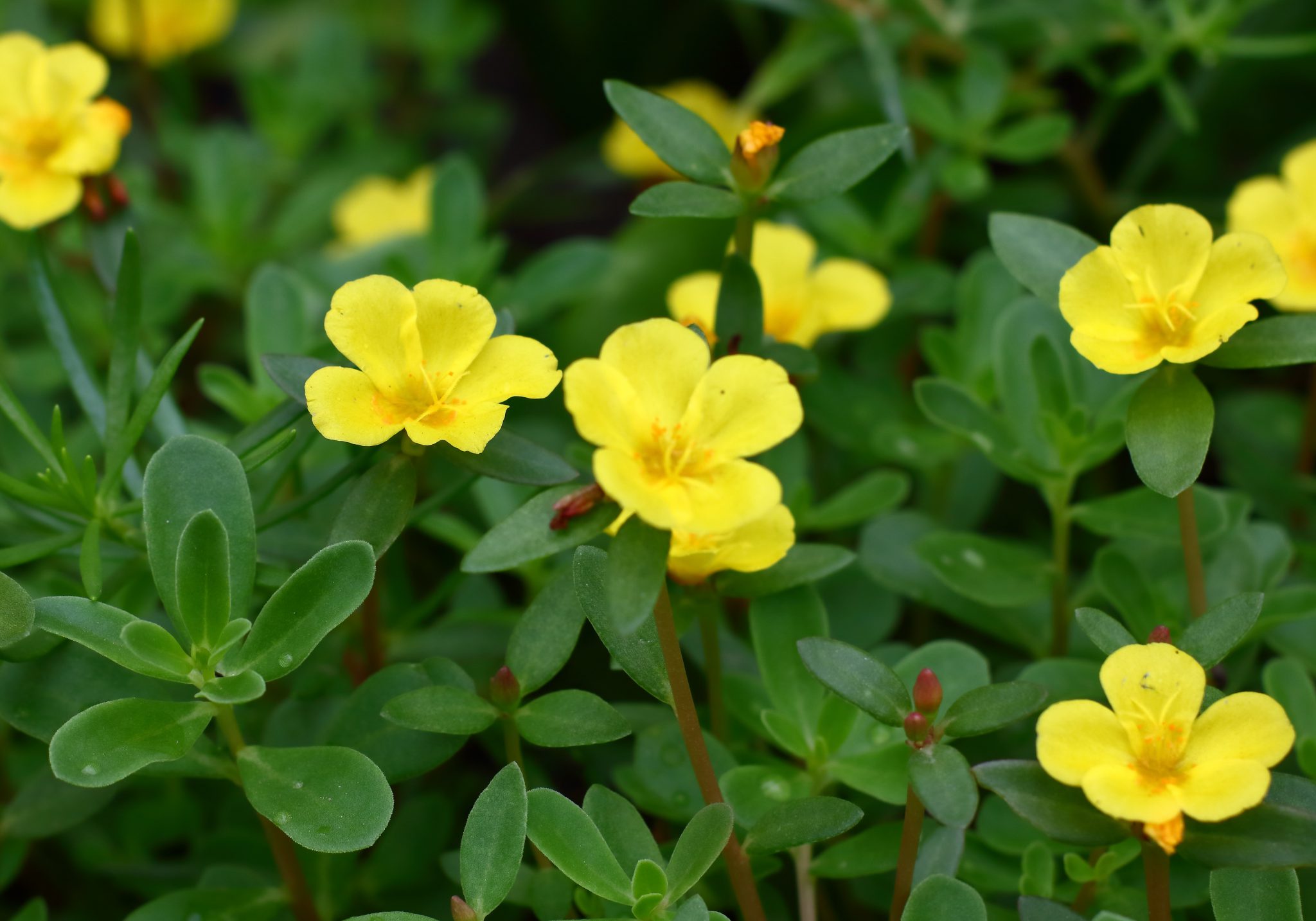 edible plants