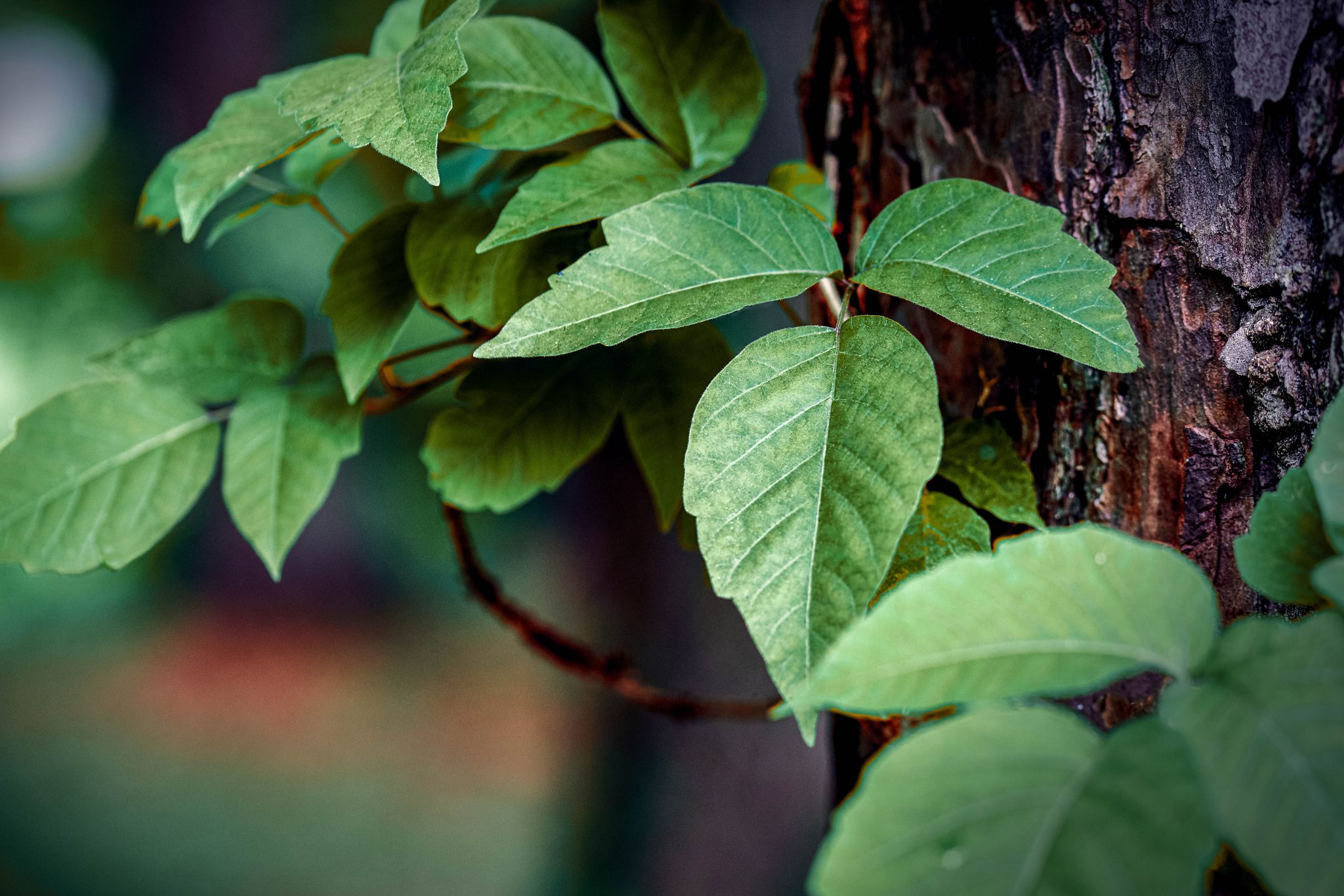 poison ivy