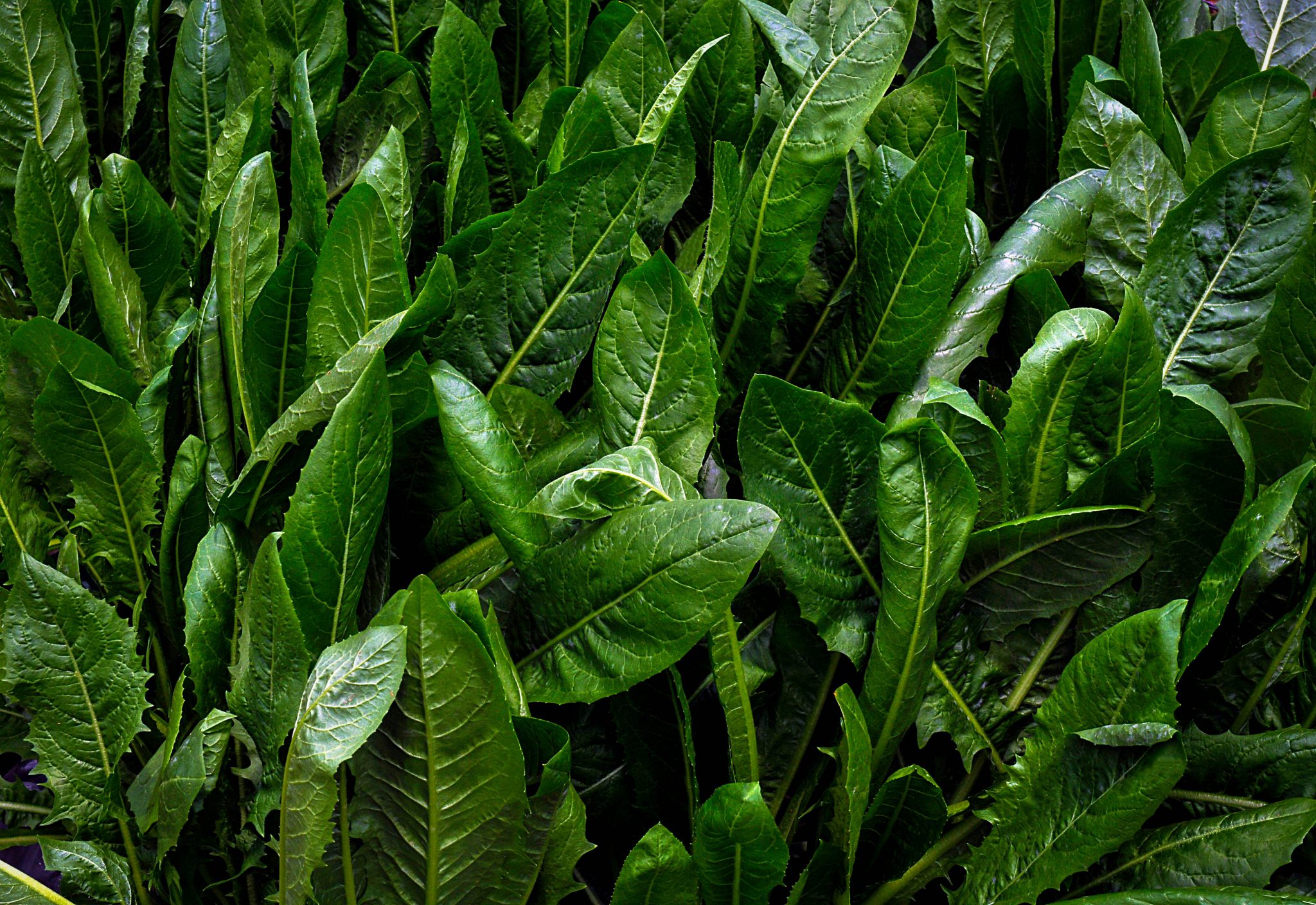 chicory edible plants