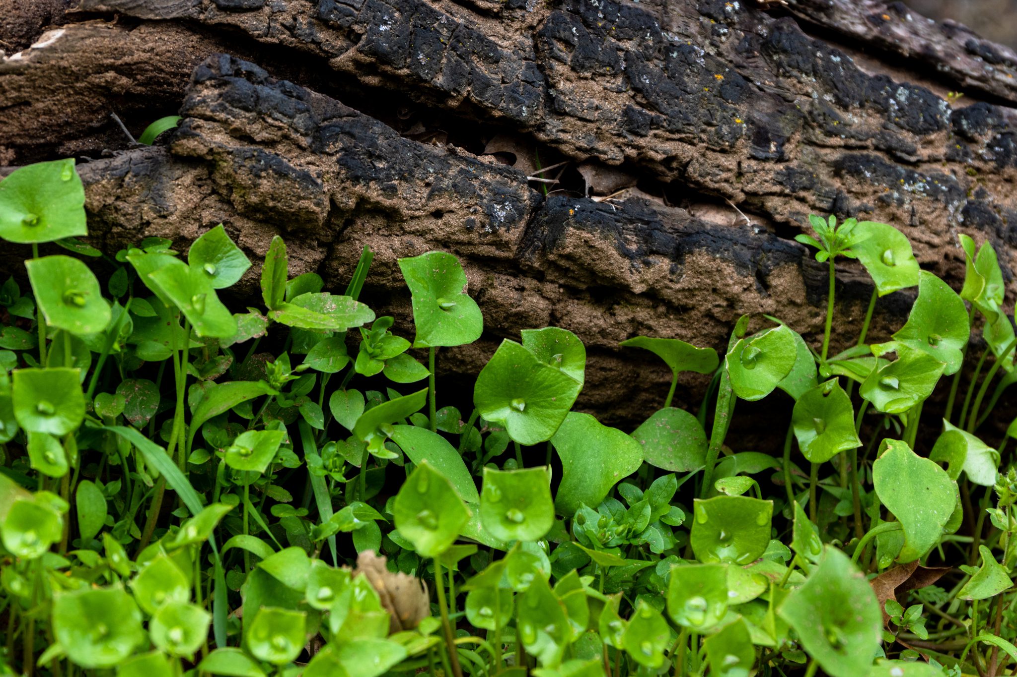 edible plant miners lettuce