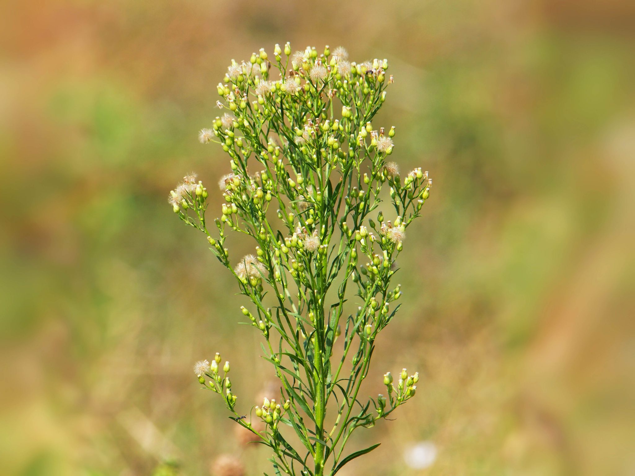 horseweed edible plants