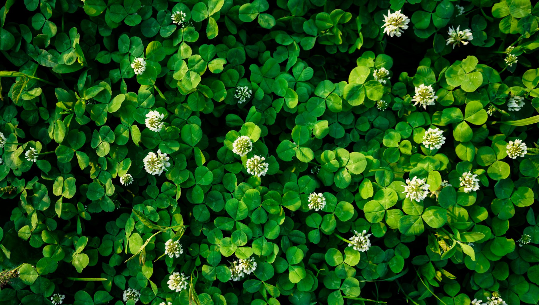 clover edible plant