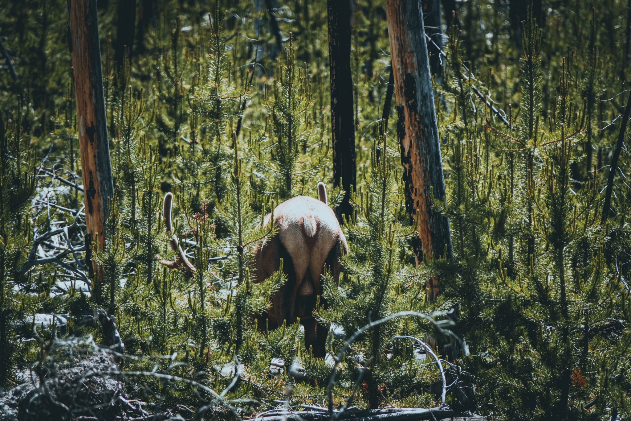 elk move during hunting season