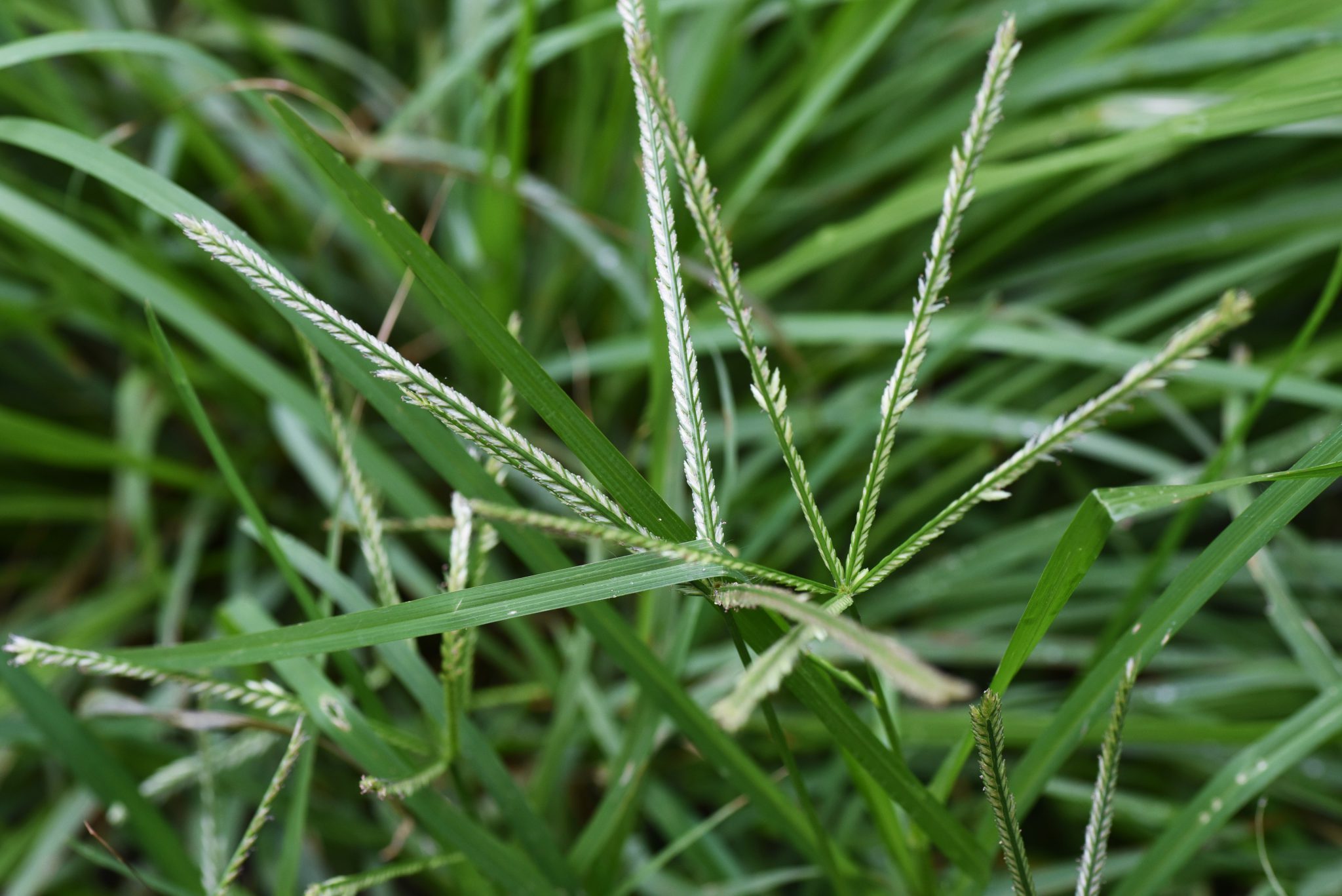 goosegrass