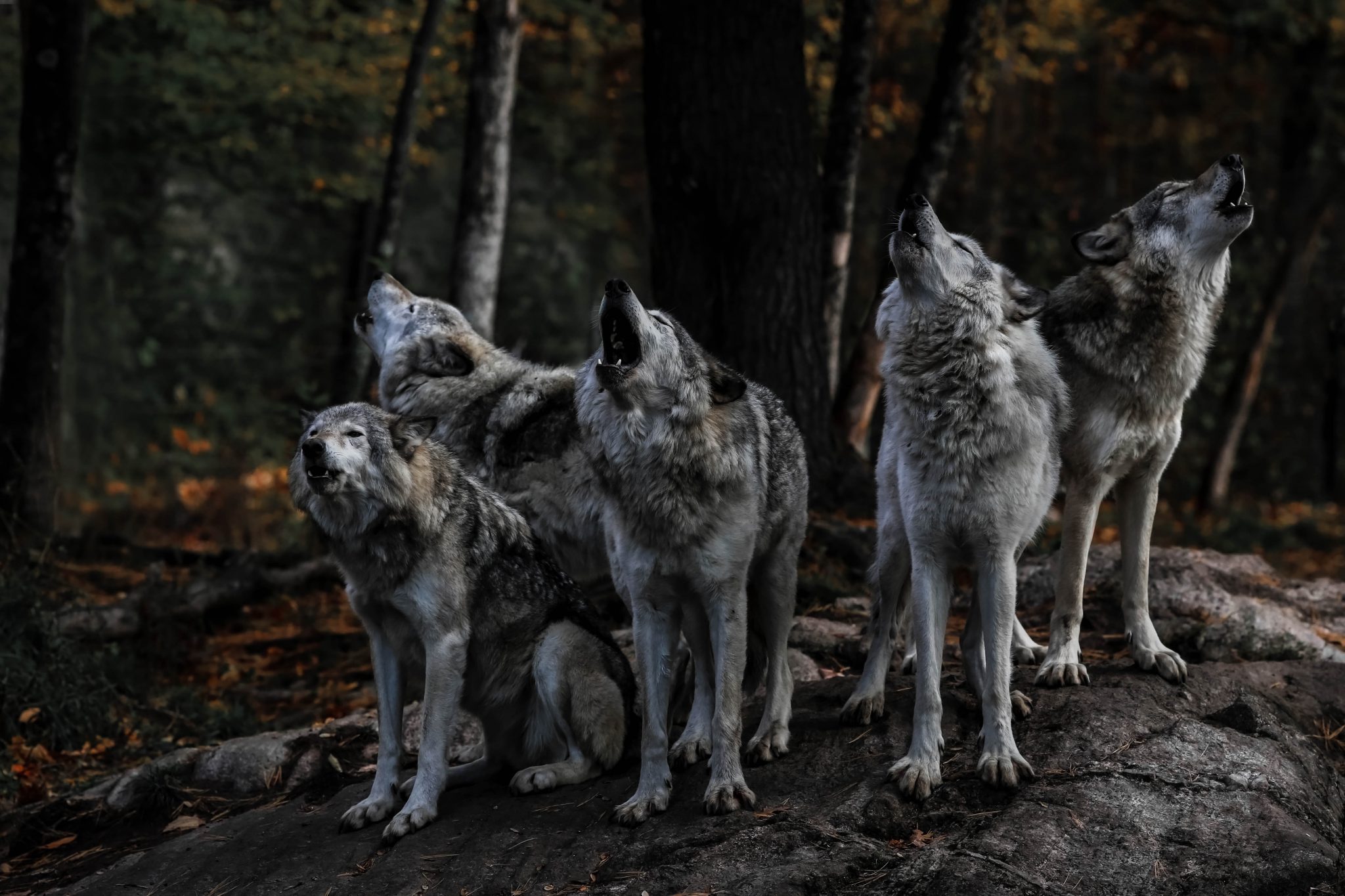 Wolf Fight Heats Up As Judge Restores ESA Protections