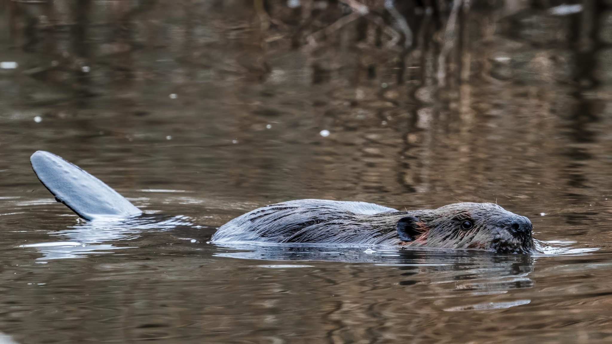 beaver tails