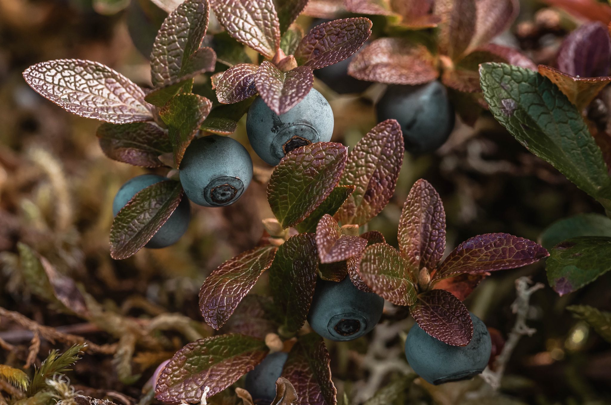 edible plants bog blueberry