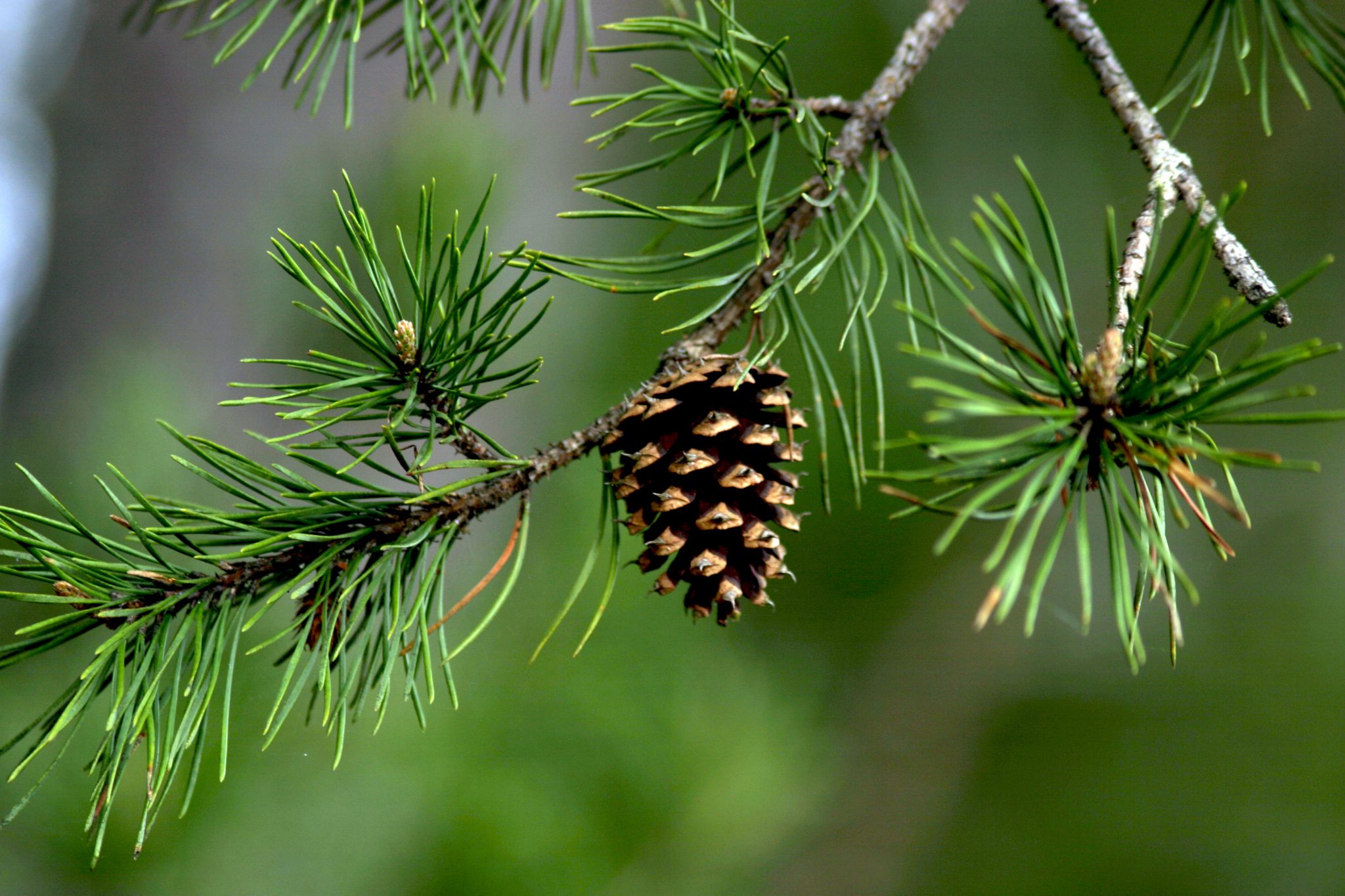 pinecone edible plant