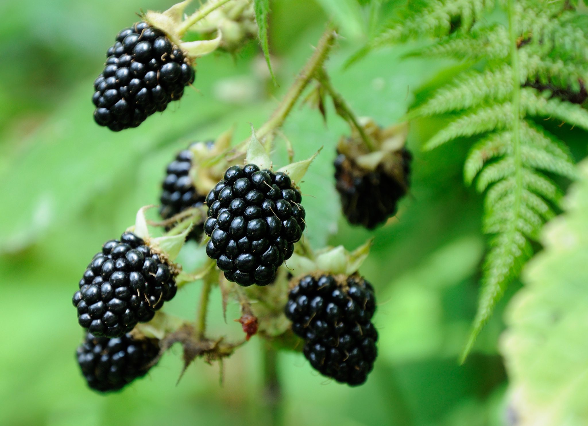 blackberries edible plants