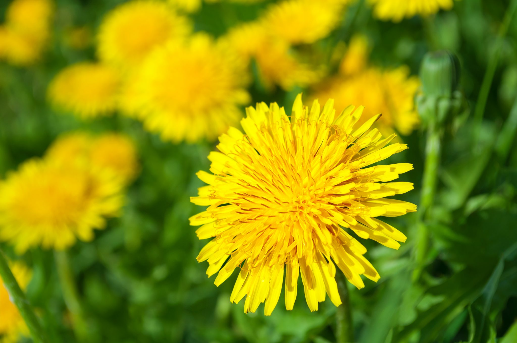 edible plants