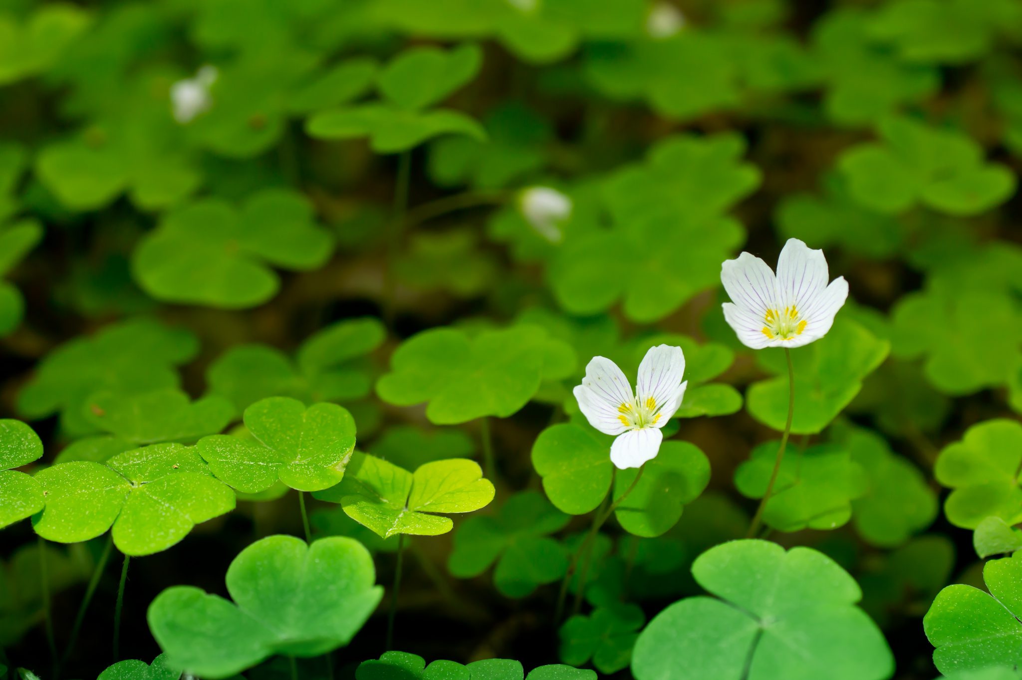 wood sorrel