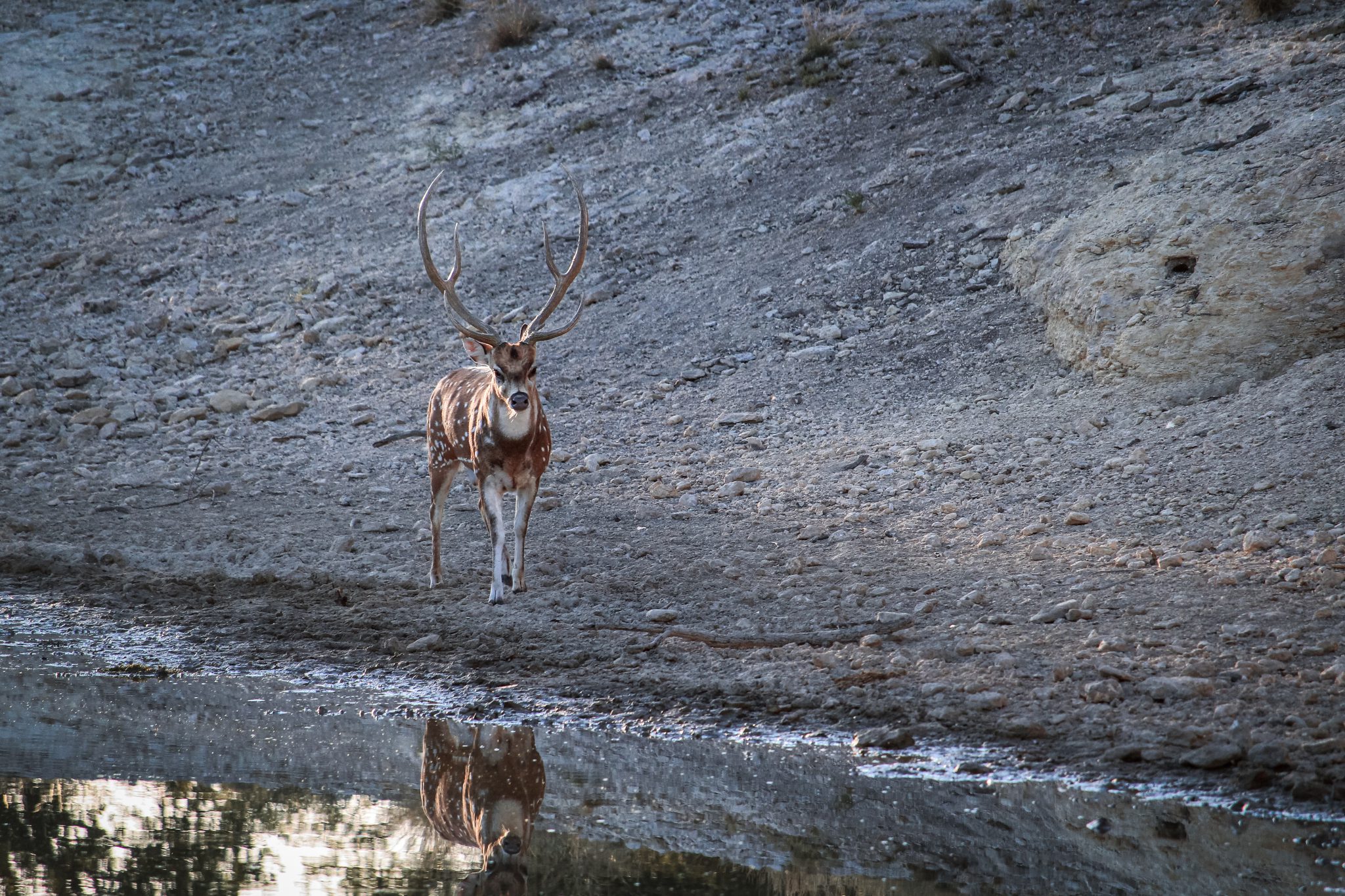 buck by water
