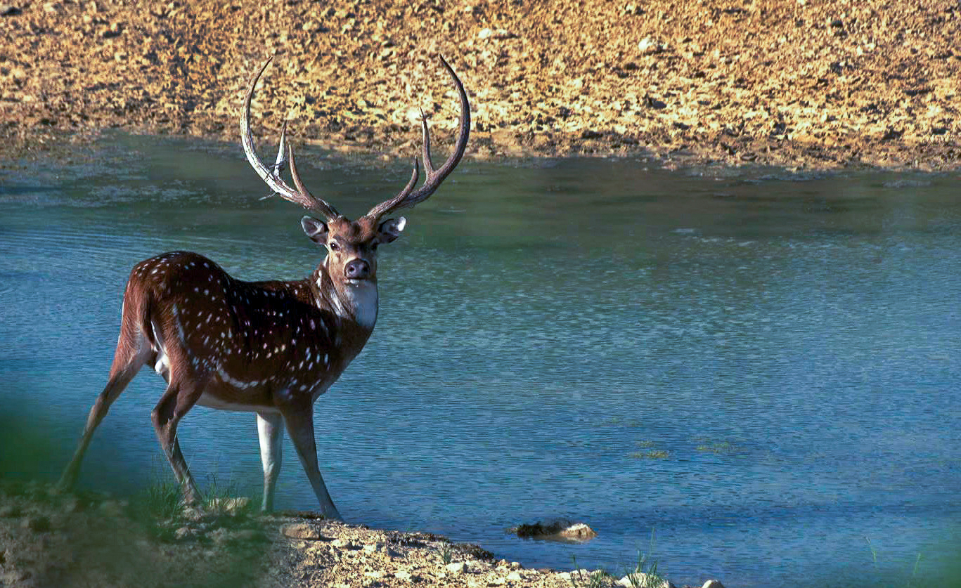 buck by water