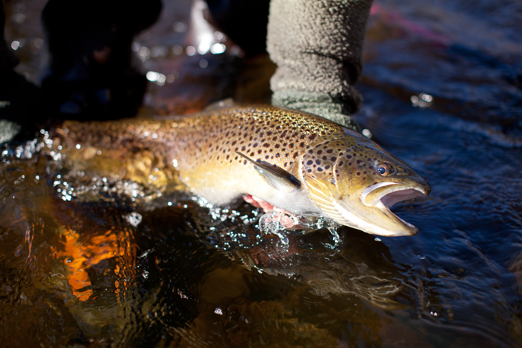 Brown Trout Blue Yoga Leggings 