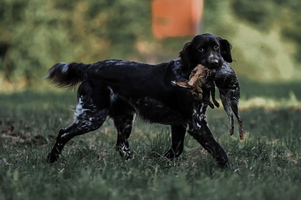 sporting dog with rabbit