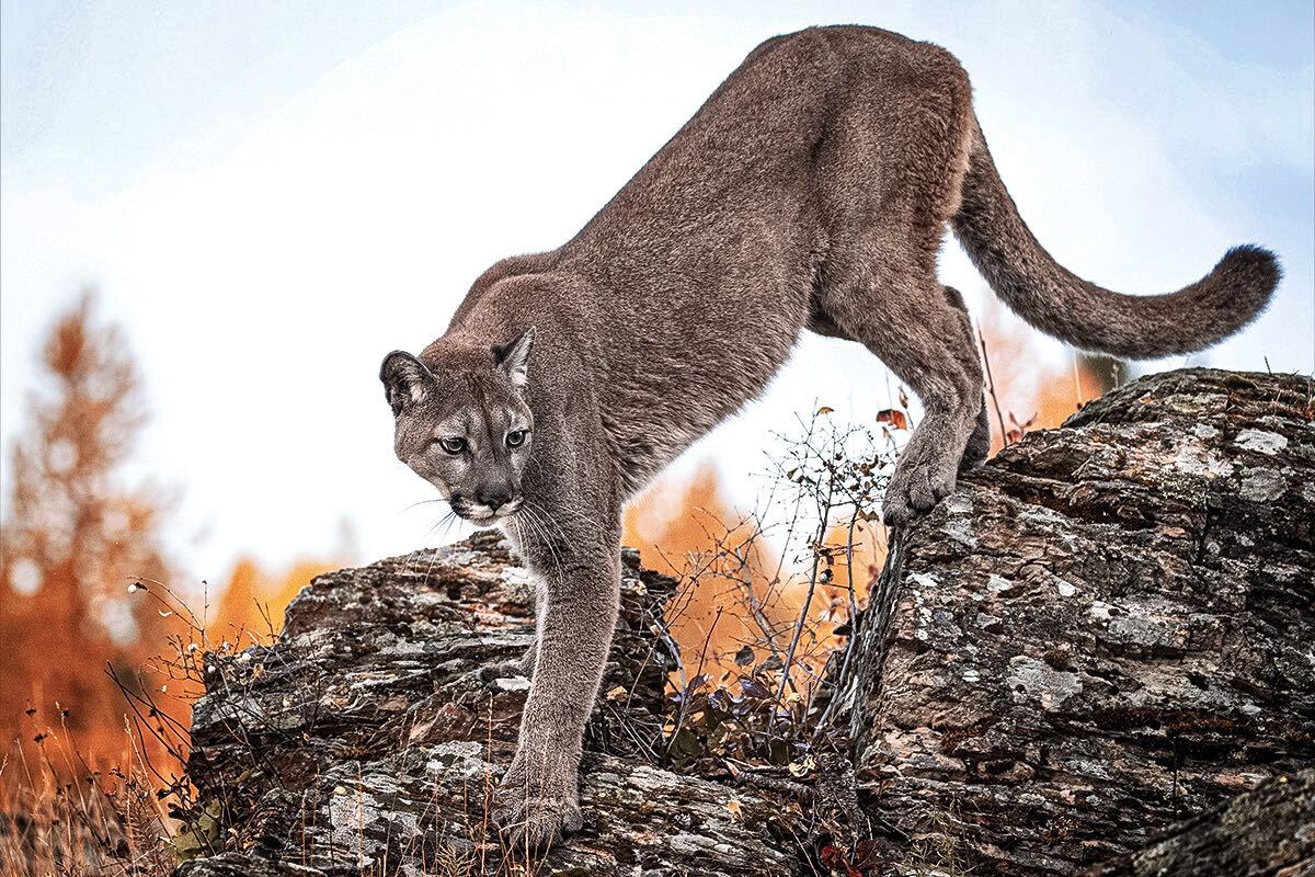 colorado mountain lion