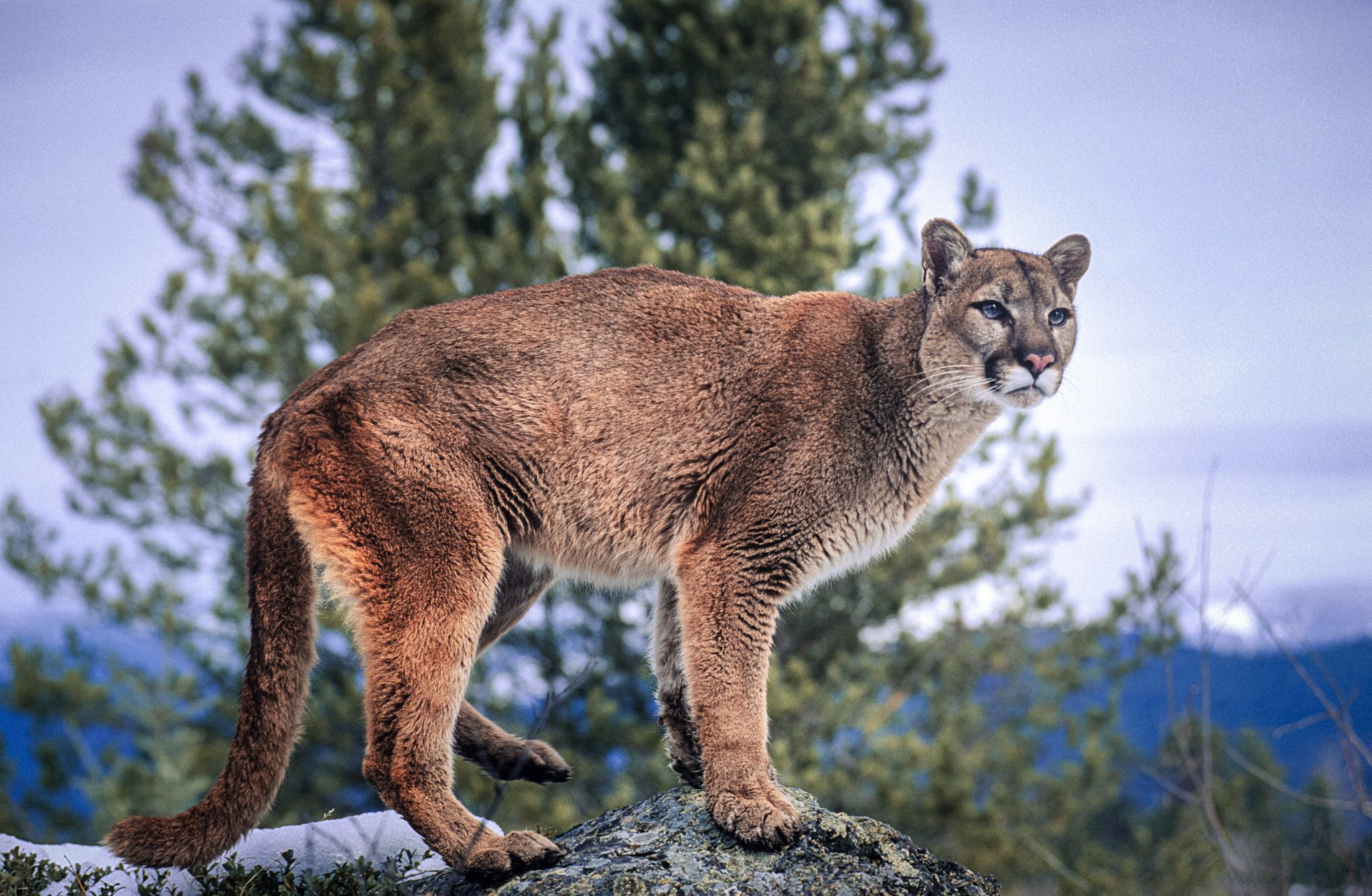 big cat hunting in colorado