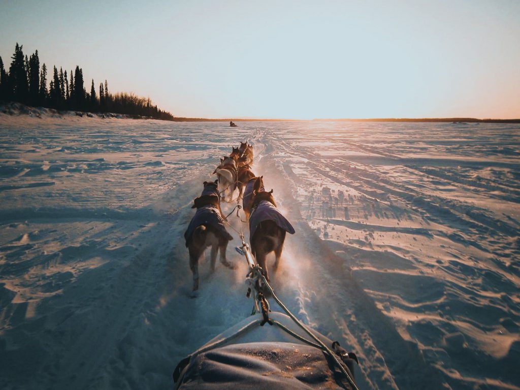 sporting dog sledding