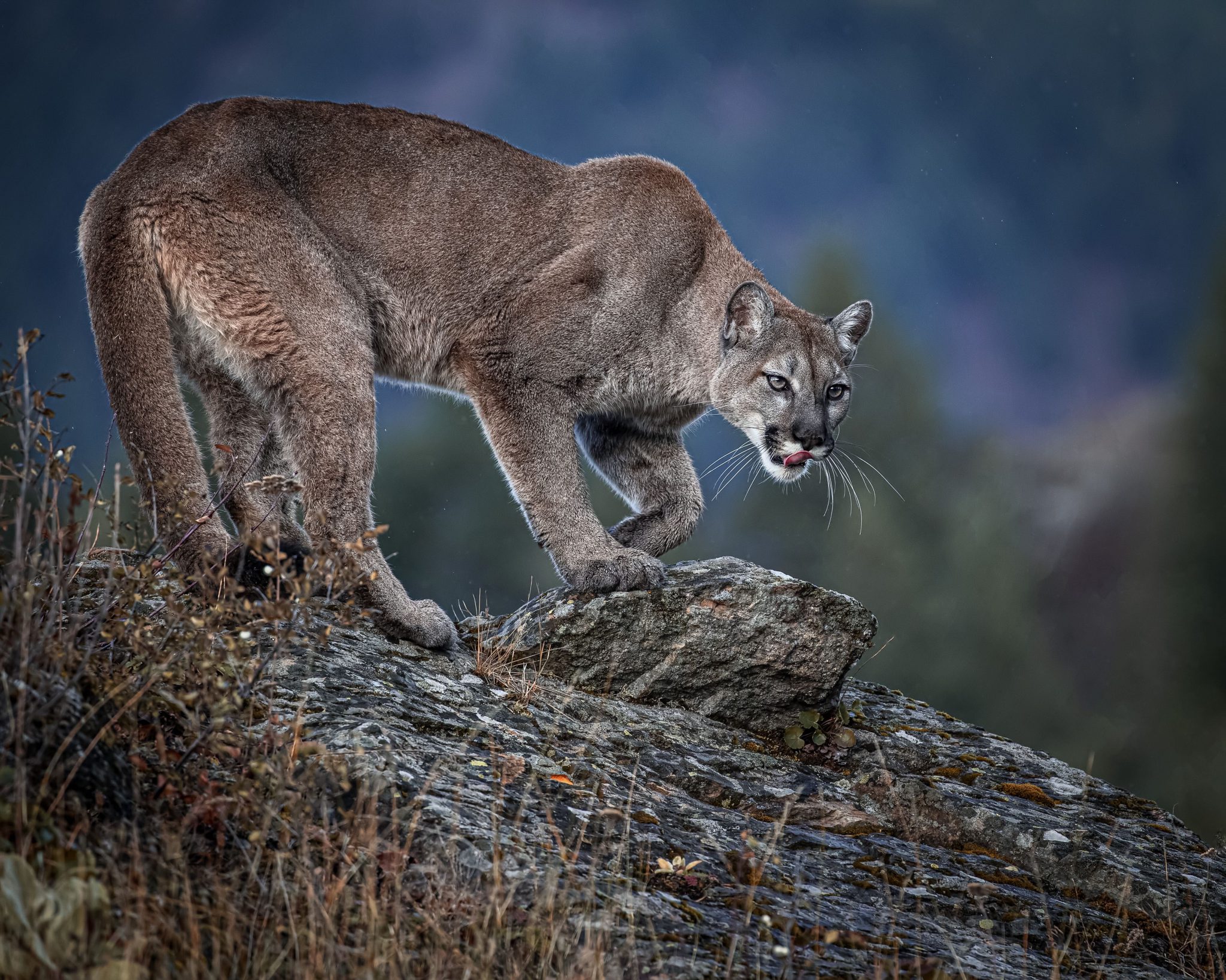 colorado mountain lion