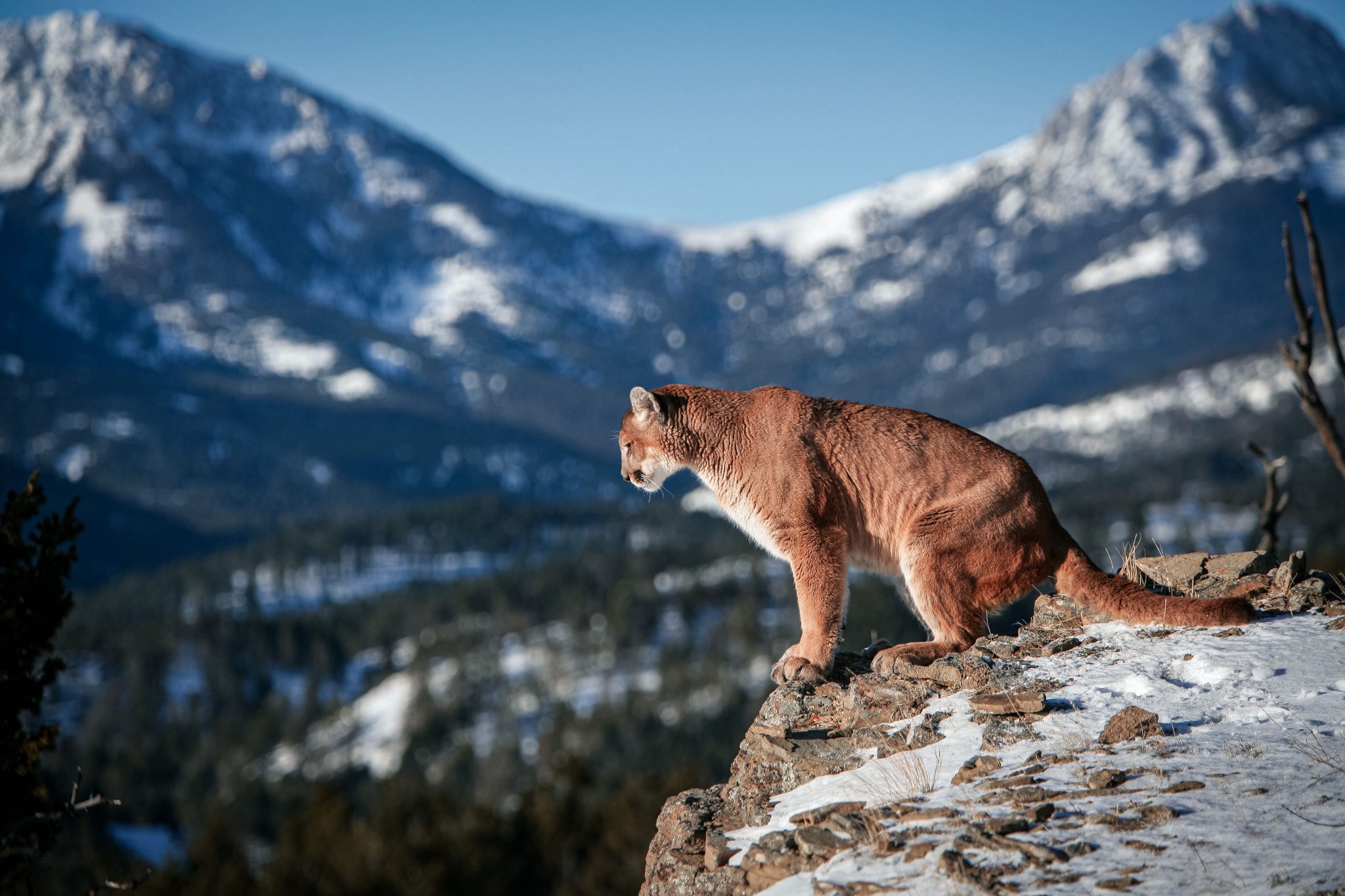 Colorado mountain lion