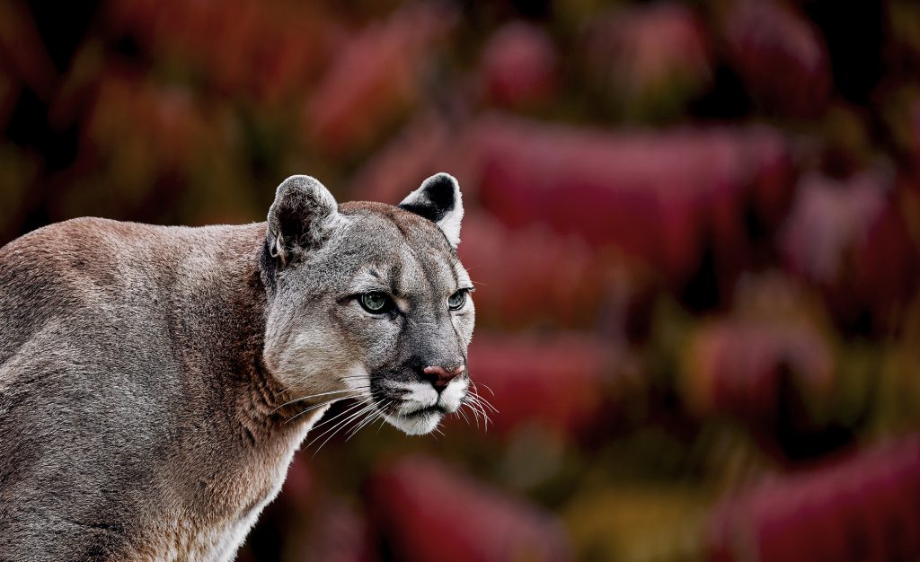 Group trying to get mountain lion hunting ban on Colorado's ballot, Colorado