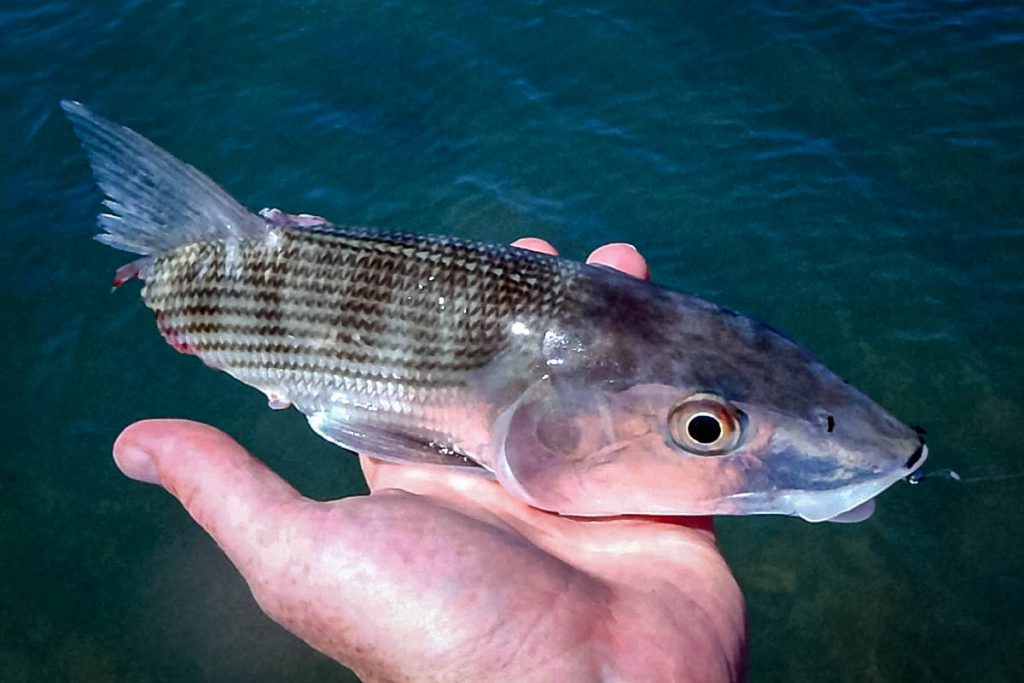 half a bonefish