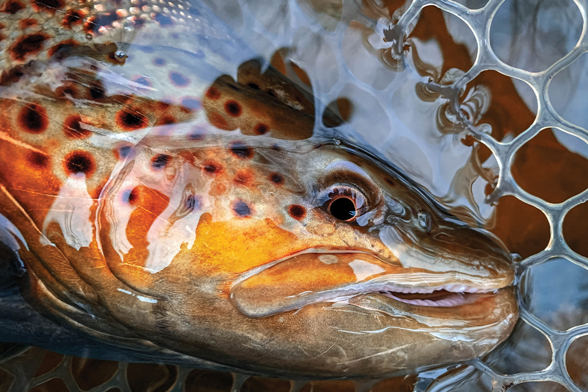 Brown Trout: The American Badass Jekyll and Hyde of Gamefish