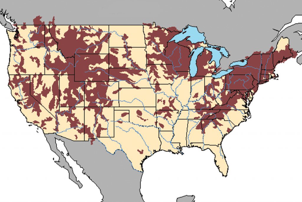 Brown Trout: The American Badass Jekyll and Hyde of Gamefish