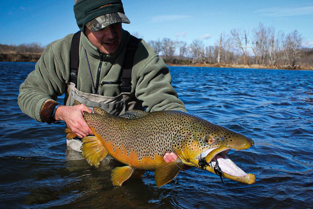 We definitely have the best Brown Trout fishing in the USA. We