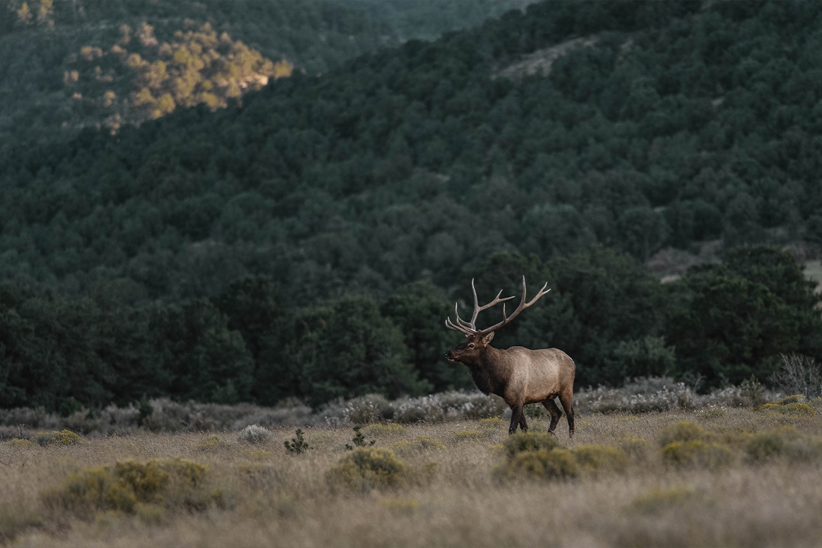 utah private land elk hunts