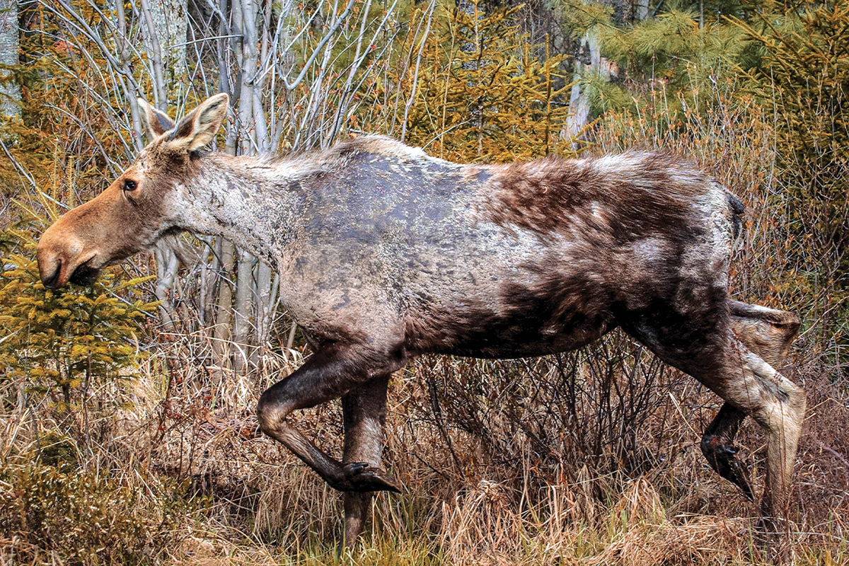 ghost moose