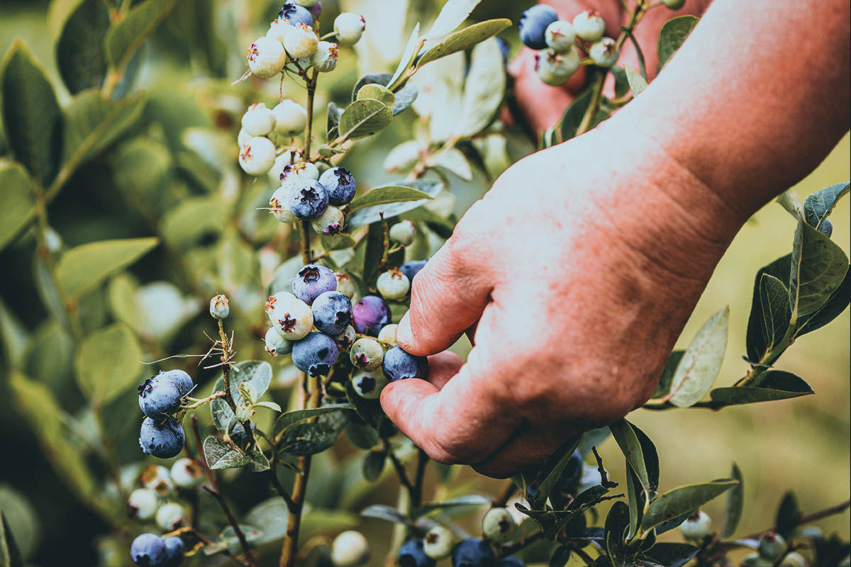 edible plants