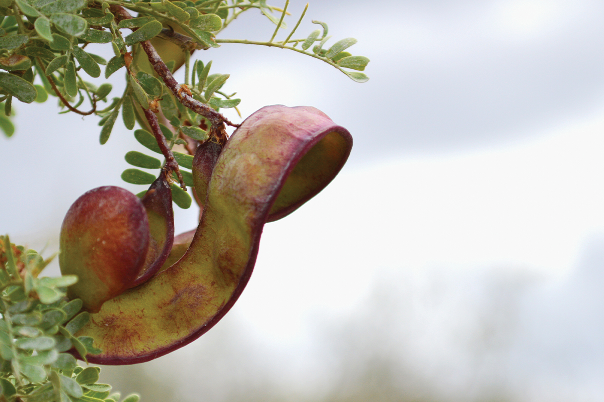 mesquite pod