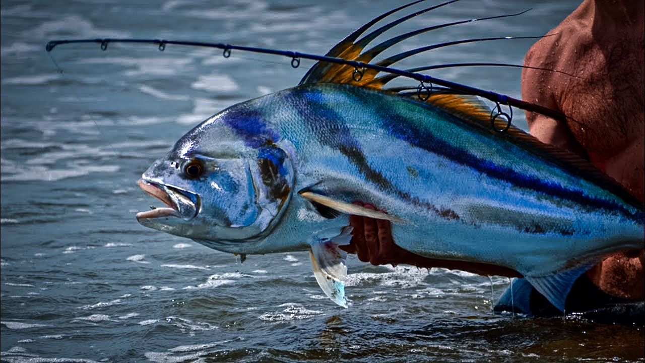 Big Fishes of the World: ROOSTERFISH (Nematistius pectoralis)