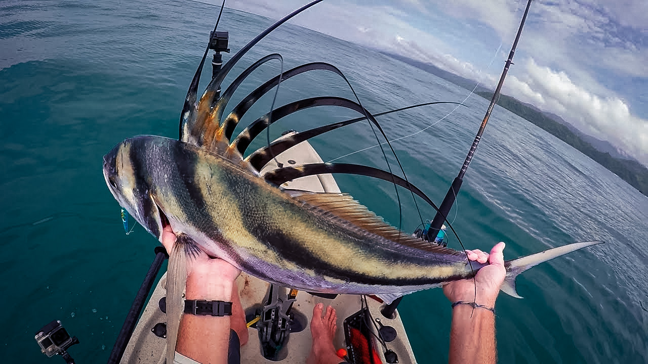 fly fishing for rooster fish