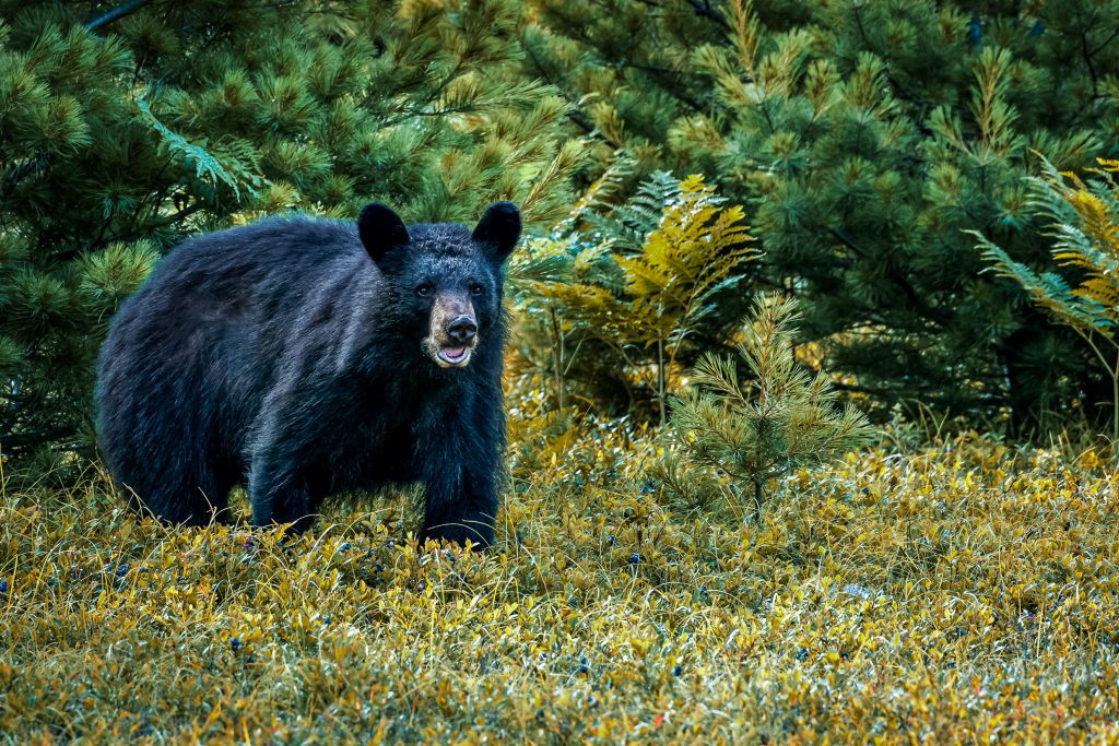black bear season