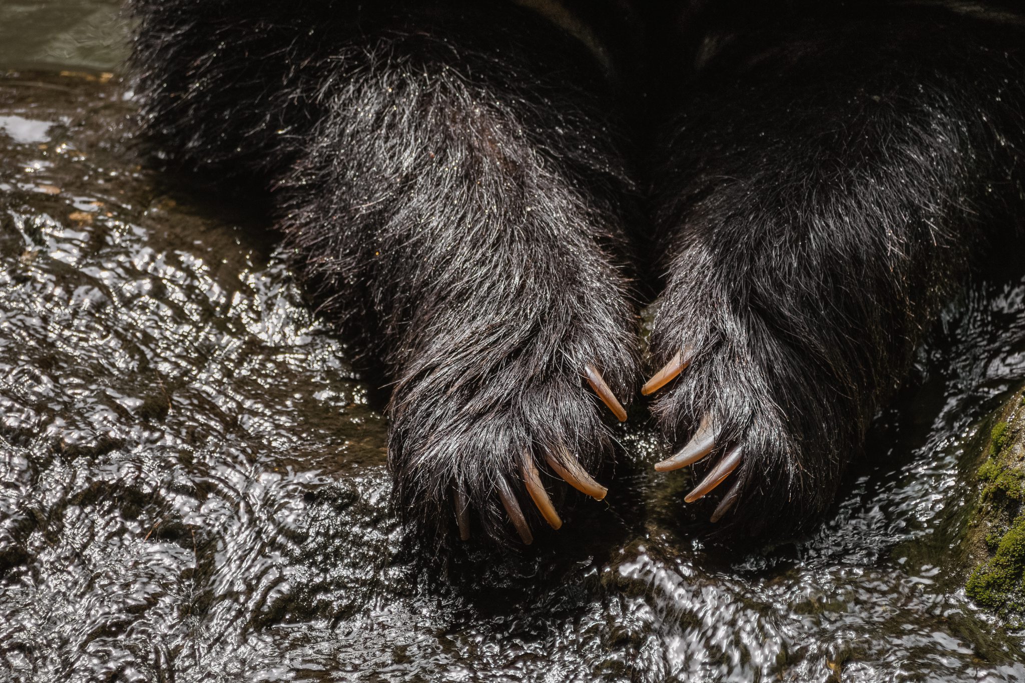 spring black bear hunt