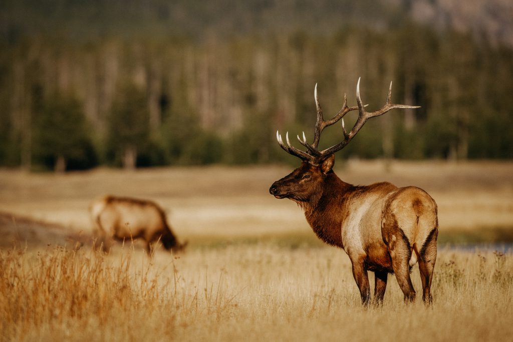 blue mountain elk washington spring bear