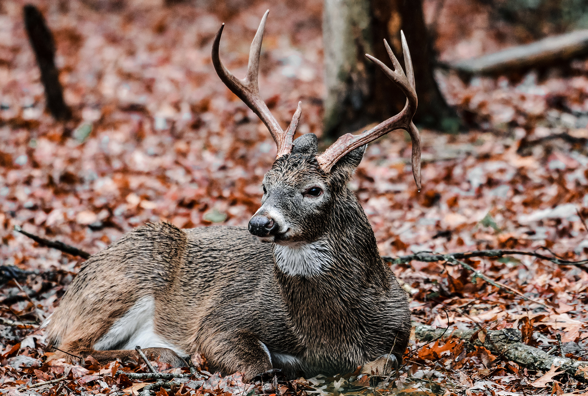 Big Buck Busts Us On Youth Opener! 