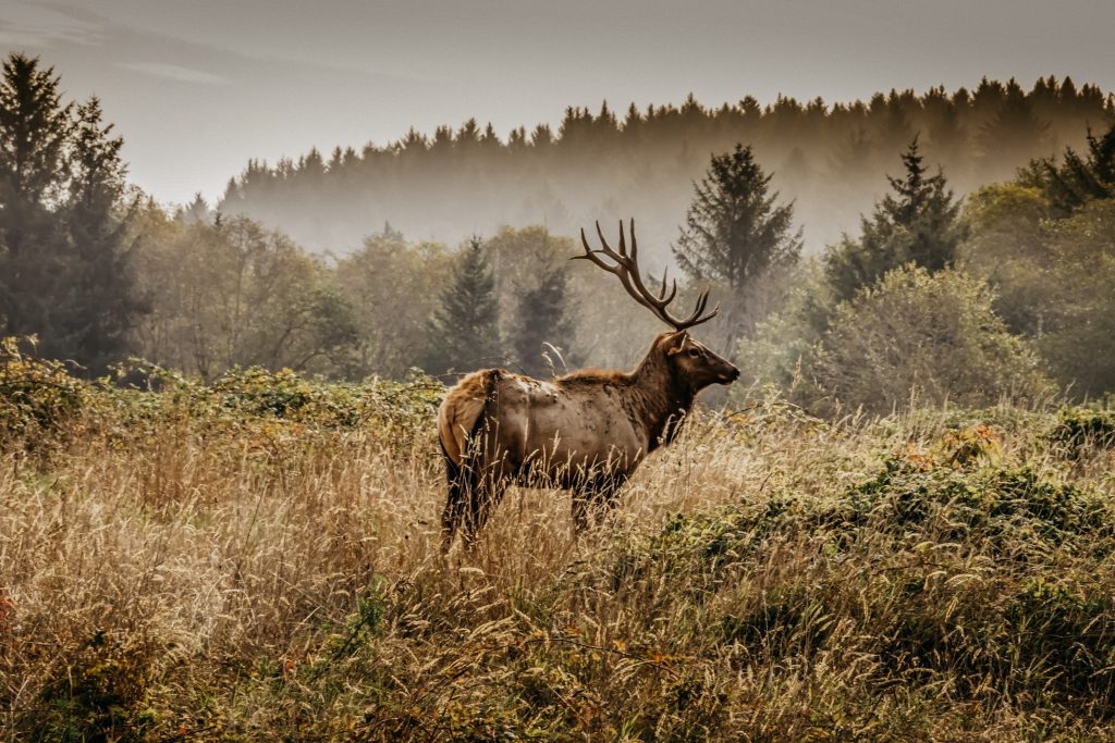 Blue Mountain elk herd