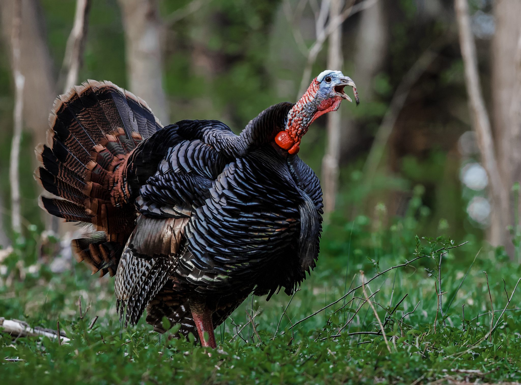 turkey gobbling