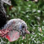 what do wild turkeys eat