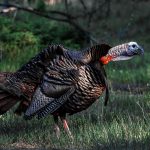 wild turkey sounds