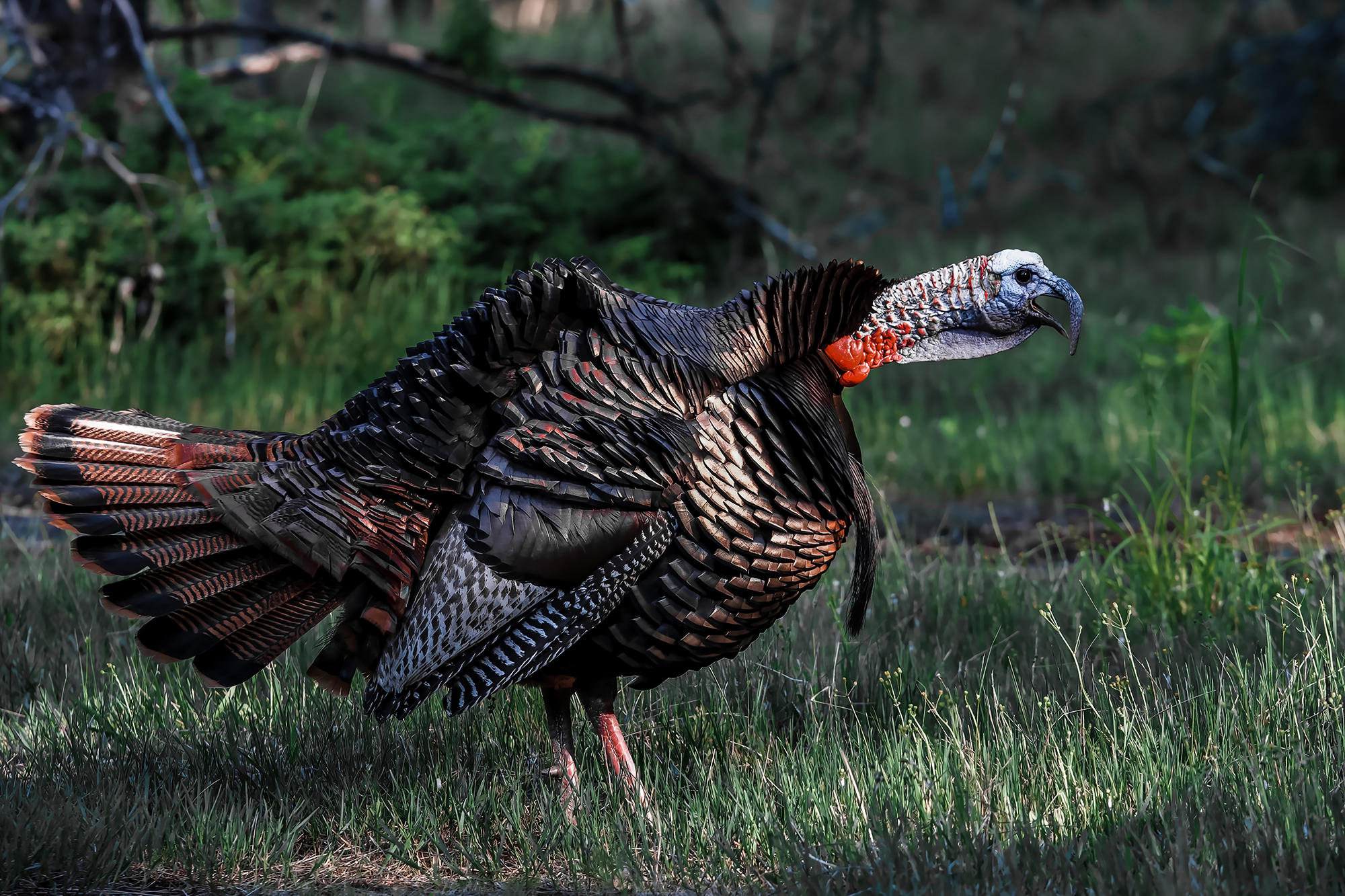 The Many Sounds of the North American Wild Turkey