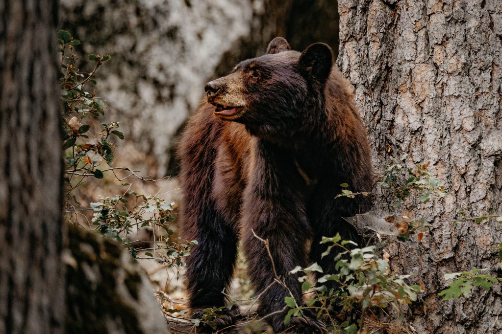 washington spring bear season